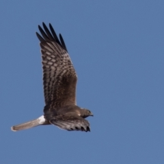 Circus approximans (Swamp Harrier) at Fyshwick, ACT - 11 Sep 2022 by rawshorty