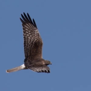 Circus approximans at Fyshwick, ACT - 11 Sep 2022