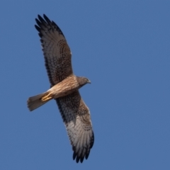 Circus approximans at Fyshwick, ACT - 11 Sep 2022