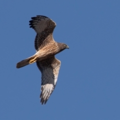 Circus approximans at Fyshwick, ACT - 11 Sep 2022