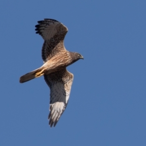 Circus approximans at Fyshwick, ACT - 11 Sep 2022 11:05 AM