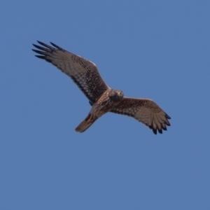 Circus approximans at Fyshwick, ACT - 11 Sep 2022