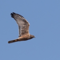 Circus approximans at Fyshwick, ACT - 11 Sep 2022