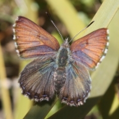 Paralucia spinifera (Bathurst or Purple Copper Butterfly) at suppressed - 11 Sep 2022 by DavidForrester