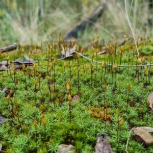 Polytrichum at Acton, ACT - 10 Sep 2022