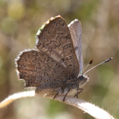 Paralucia spinifera (Bathurst or Purple Copper Butterfly) at Booth, ACT - 11 Sep 2022 by DavidForrester