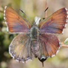 Paralucia crosbyi (Violet Copper Butterfly) at Booth, ACT - 11 Sep 2022 by DavidForrester