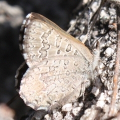 Paralucia crosbyi (Violet Copper Butterfly) at Booth, ACT - 11 Sep 2022 by DavidForrester