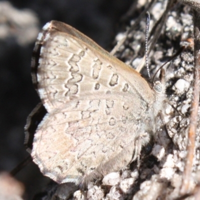 Paralucia crosbyi (Violet Copper Butterfly) at Booth, ACT - 11 Sep 2022 by DavidForrester