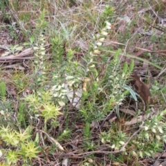 Melichrus urceolatus (Urn Heath) at Hawker, ACT - 10 Sep 2022 by sangio7