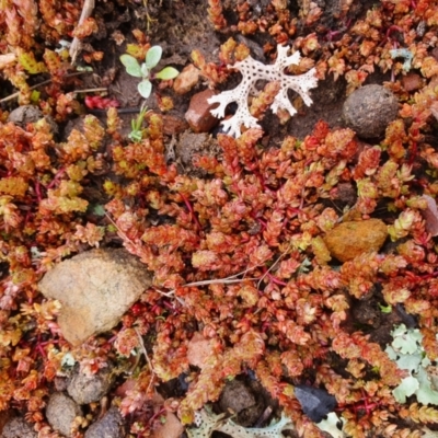 Crassula sieberiana (Austral Stonecrop) at Lade Vale, NSW - 15 Aug 2020 by Gunyijan