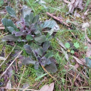 Ajuga australis at Hawker, ACT - 10 Sep 2022