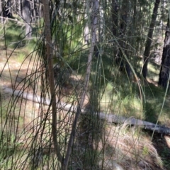 Allocasuarina verticillata (Drooping Sheoak) at Isaacs, ACT - 11 Sep 2022 by SteveBorkowskis