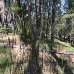 Allocasuarina verticillata at Isaacs, ACT - 11 Sep 2022 10:43 AM