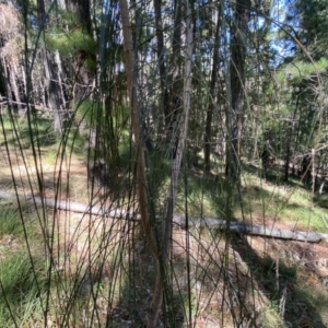 Allocasuarina verticillata at Isaacs, ACT - 11 Sep 2022 10:43 AM