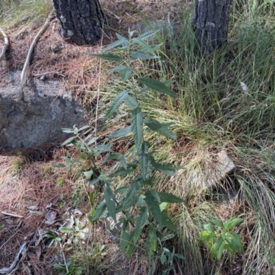 Olearia lirata (Snowy Daisybush) at Isaacs Ridge and Nearby - 11 Sep 2022 by SteveBorkowskis