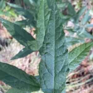 Olearia lirata at Isaacs, ACT - 11 Sep 2022