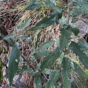 Olearia lirata at Isaacs, ACT - 11 Sep 2022