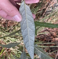 Olearia lirata at Isaacs, ACT - 11 Sep 2022