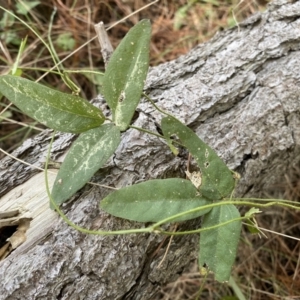 Glycine tabacina at Isaacs, ACT - 11 Sep 2022