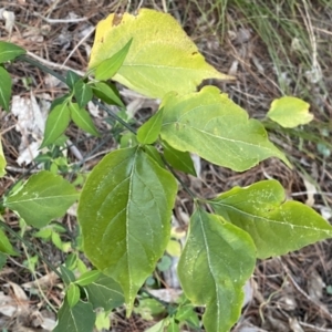 Leycesteria formosa at Isaacs, ACT - 11 Sep 2022