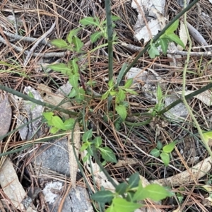 Leycesteria formosa at Isaacs, ACT - 11 Sep 2022