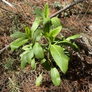 Centranthus ruber at Isaacs, ACT - 11 Sep 2022