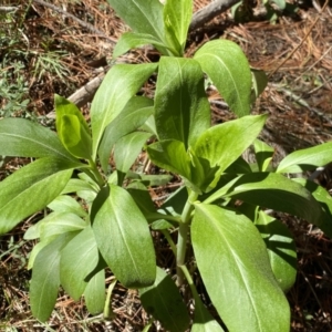 Centranthus ruber at Isaacs, ACT - 11 Sep 2022