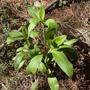 Centranthus ruber at Isaacs, ACT - 11 Sep 2022