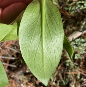 Centranthus ruber at Isaacs, ACT - 11 Sep 2022