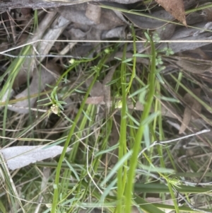 Stackhousia monogyna at Molonglo Valley, ACT - 11 Sep 2022