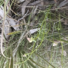 Stackhousia monogyna at Molonglo Valley, ACT - 11 Sep 2022