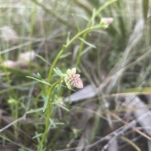 Stackhousia monogyna at Molonglo Valley, ACT - 11 Sep 2022