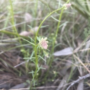 Stackhousia monogyna at Molonglo Valley, ACT - 11 Sep 2022