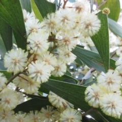 Acacia melanoxylon (Blackwood) at The Pinnacle - 10 Sep 2022 by sangio7