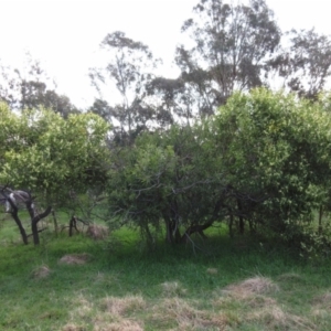 Acacia melanoxylon at Hawker, ACT - 10 Sep 2022