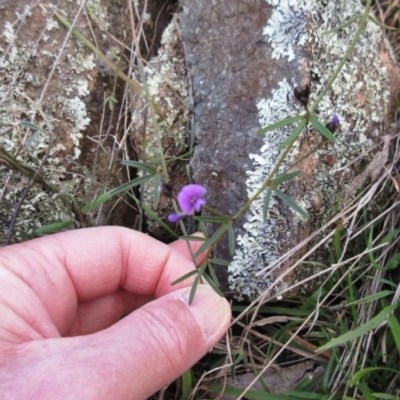 Glycine clandestina (Twining Glycine) at The Pinnacle - 10 Sep 2022 by sangio7