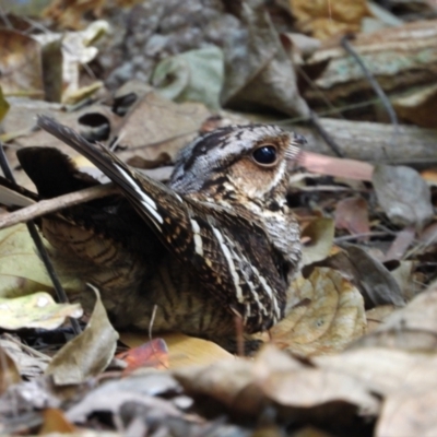Caprimulgus macrurus (Large-tailed Nightjar) at Kelso, QLD - 11 Sep 2022 by TerryS