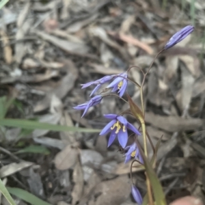 Stypandra glauca at Aranda, ACT - 11 Sep 2022