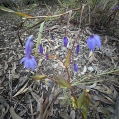 Stypandra glauca at Aranda, ACT - 11 Sep 2022