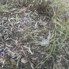 Stypandra glauca at Aranda, ACT - 11 Sep 2022