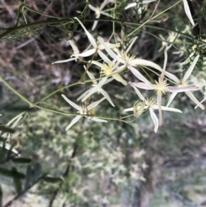 Clematis leptophylla at Googong, NSW - 11 Sep 2022