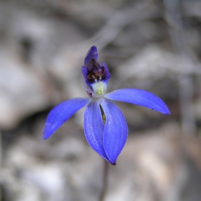 Cyanicula caerulea (Blue Fingers, Blue Fairies) at Molonglo Valley, ACT - 10 Sep 2022 by MatthewFrawley