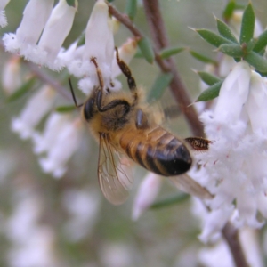 Apis mellifera at Stromlo, ACT - 10 Sep 2022