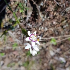 Wurmbea dioica subsp. dioica (Early Nancy) at Throsby, ACT - 11 Sep 2022 by HappyWanderer