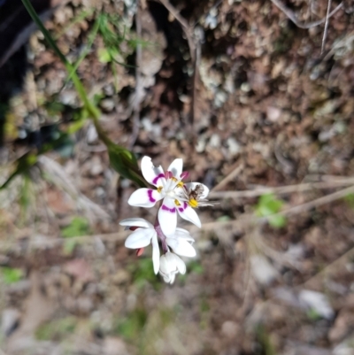 Wurmbea dioica subsp. dioica (Early Nancy) at Throsby, ACT - 11 Sep 2022 by HappyWanderer