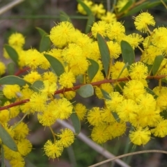 Acacia buxifolia subsp. buxifolia (Box-leaf Wattle) at Stromlo, ACT - 10 Sep 2022 by MatthewFrawley