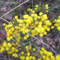 Acacia buxifolia subsp. buxifolia at Stromlo, ACT - 10 Sep 2022