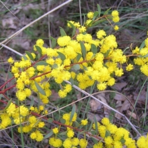 Acacia buxifolia subsp. buxifolia at Stromlo, ACT - 10 Sep 2022