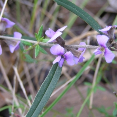 Hovea heterophylla (Common Hovea) at Stromlo, ACT - 10 Sep 2022 by MatthewFrawley